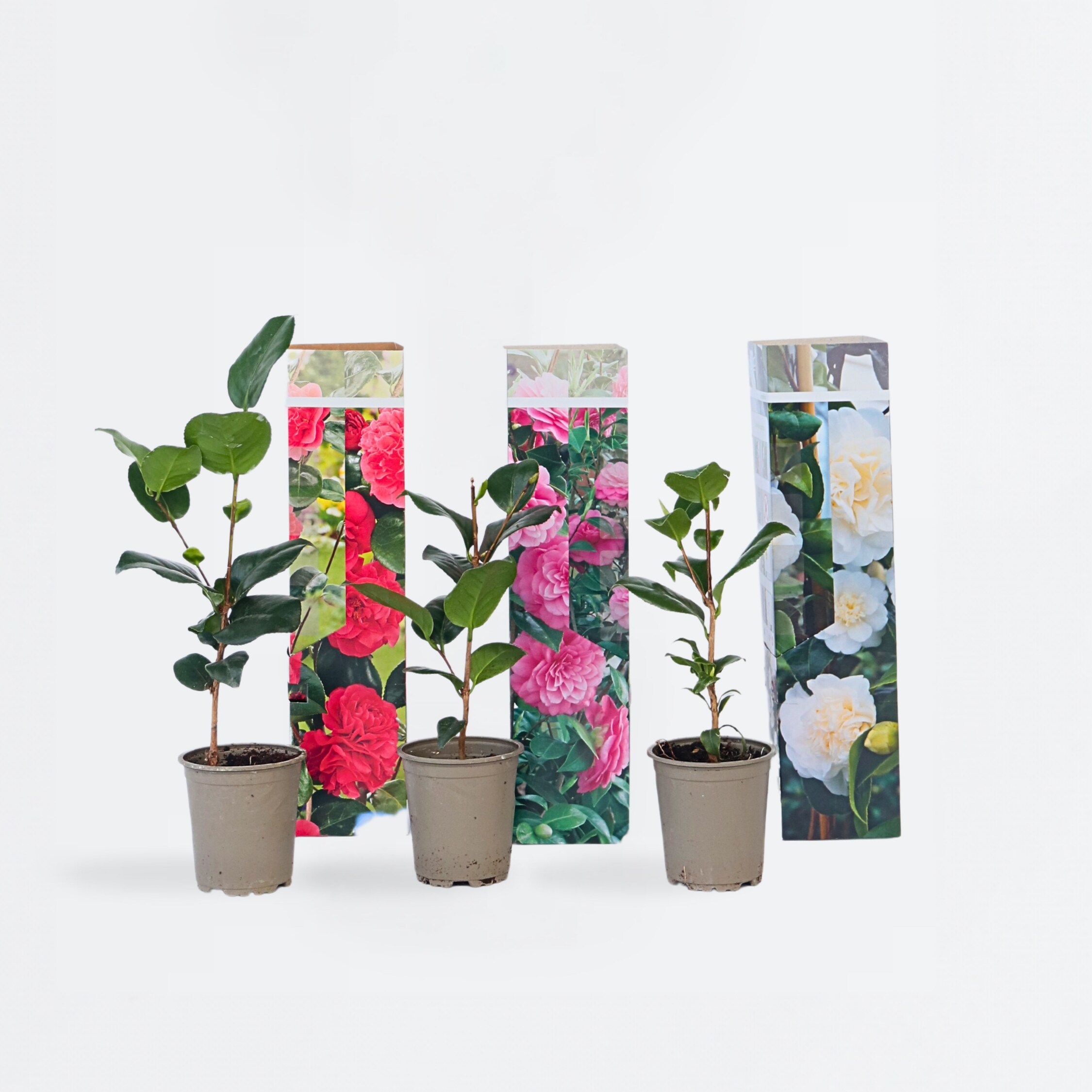 Plant in a Box - Japanische Rose - 6 Stk - Camellia japonica - H&ouml;he 25-40cm - Topf 9cm 