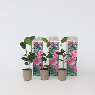 Plant in a Box - Japanische Rose - 3 Stk - Camellia japonica 'Bonomiana' - Höhe 25-40cm - Topf 9cm 