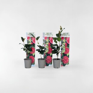 Plant in a Box - Japanische Rose - 3 Stk - Camellia japonica Lady Campbell - Höhe 25-40cm - Topf 9cm 