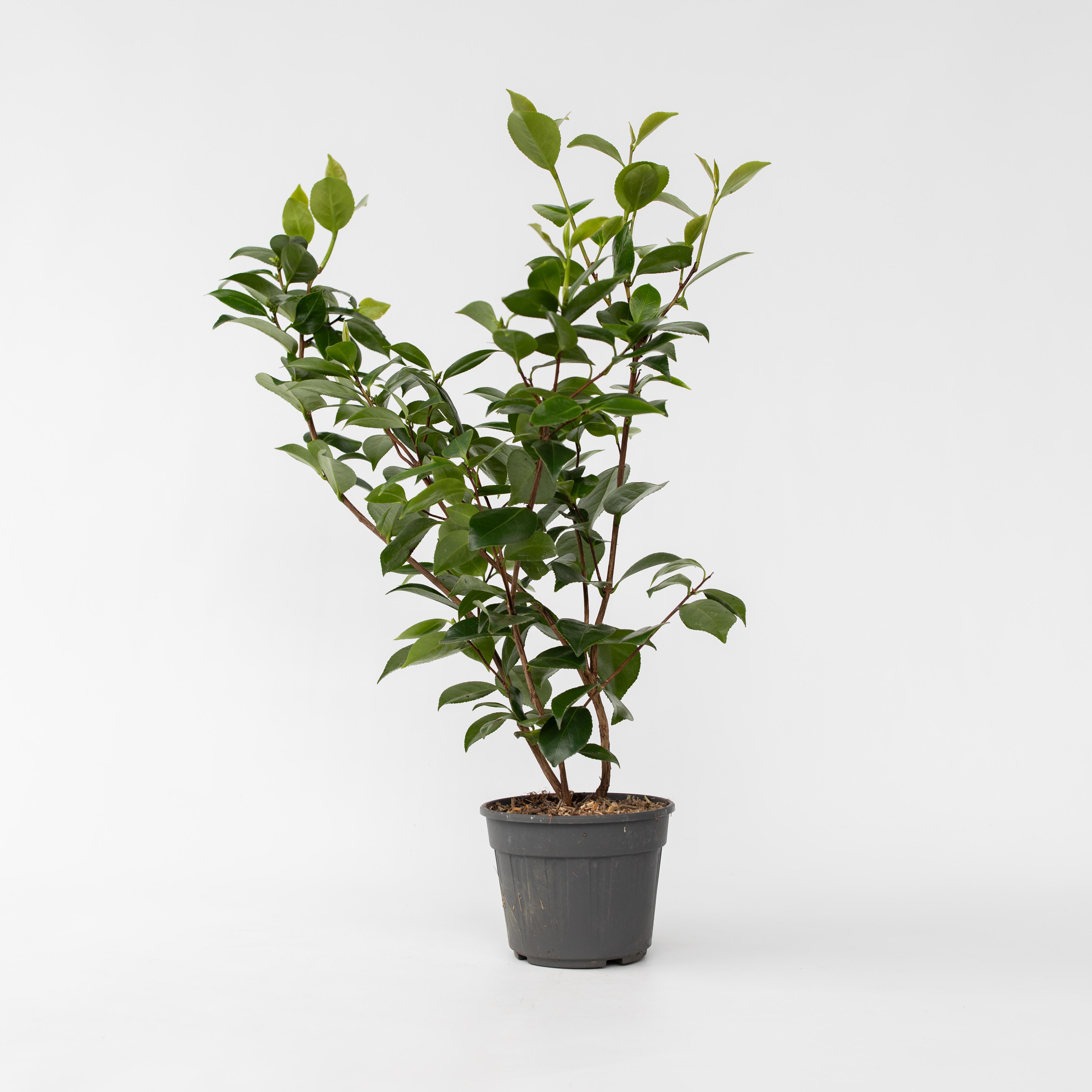 Plant in a Box - Japanische Rose - Camellia japonica 'Brush Field' - H&ouml;he 50-60cm - Topf 15cm 