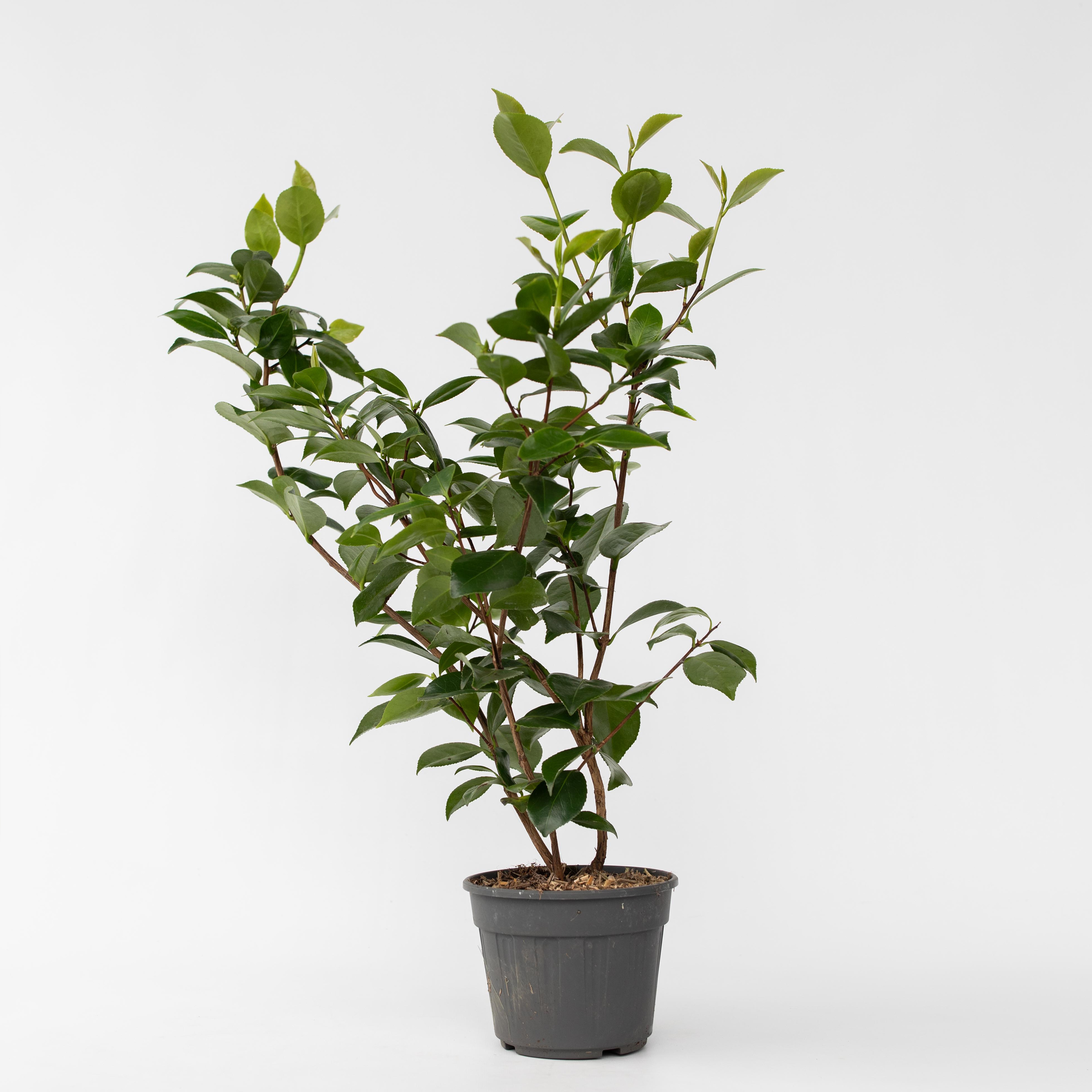 Plant in a Box - Japanische Rose - Camellia japonica 'Lady Campbell' - H&ouml;he 50-60cm - Topf 15cm 