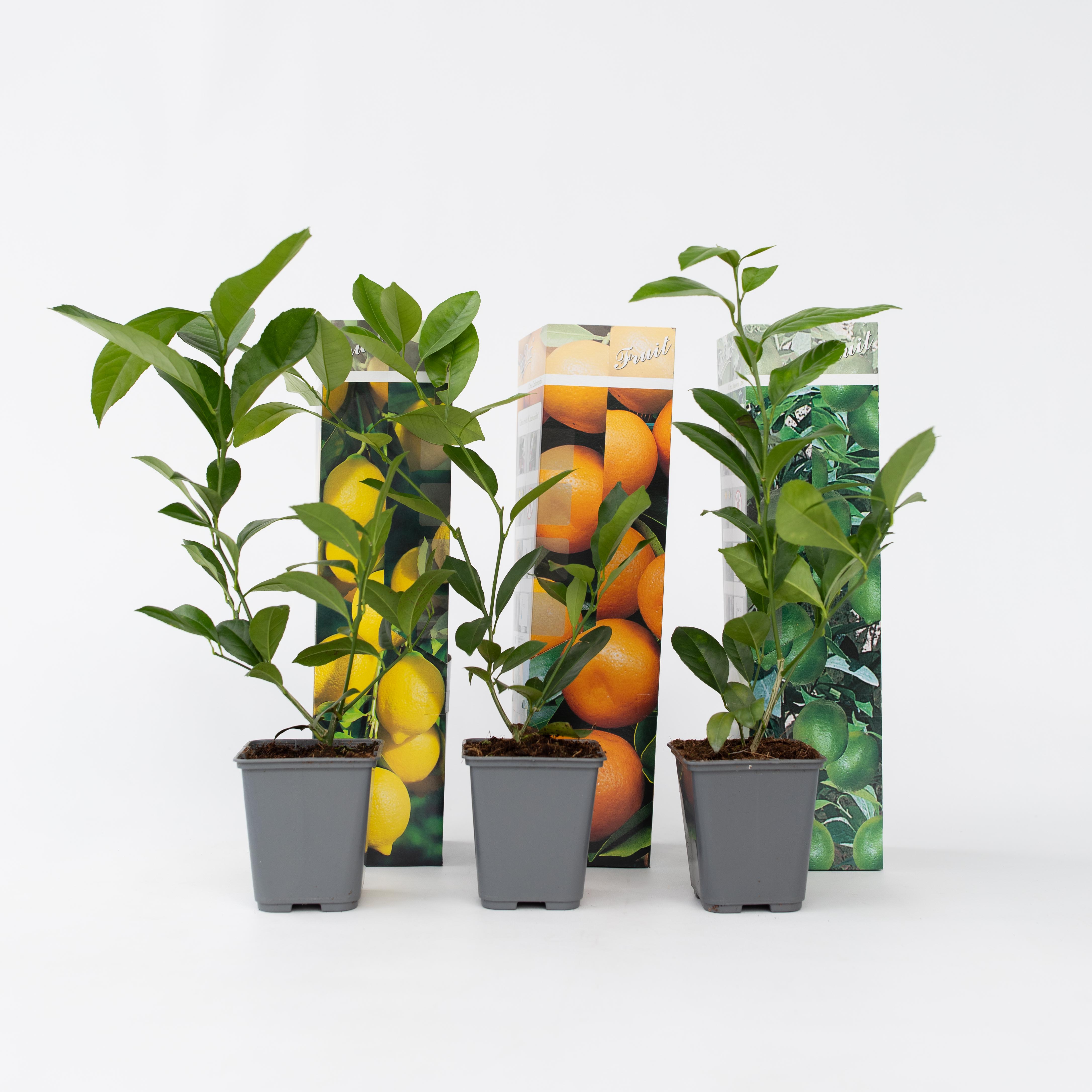 Plant in a Box - Zitruspflanzenmischung - 6 Stk - Citrus limon - H&ouml;he 25-40cm - Topf 9cm 