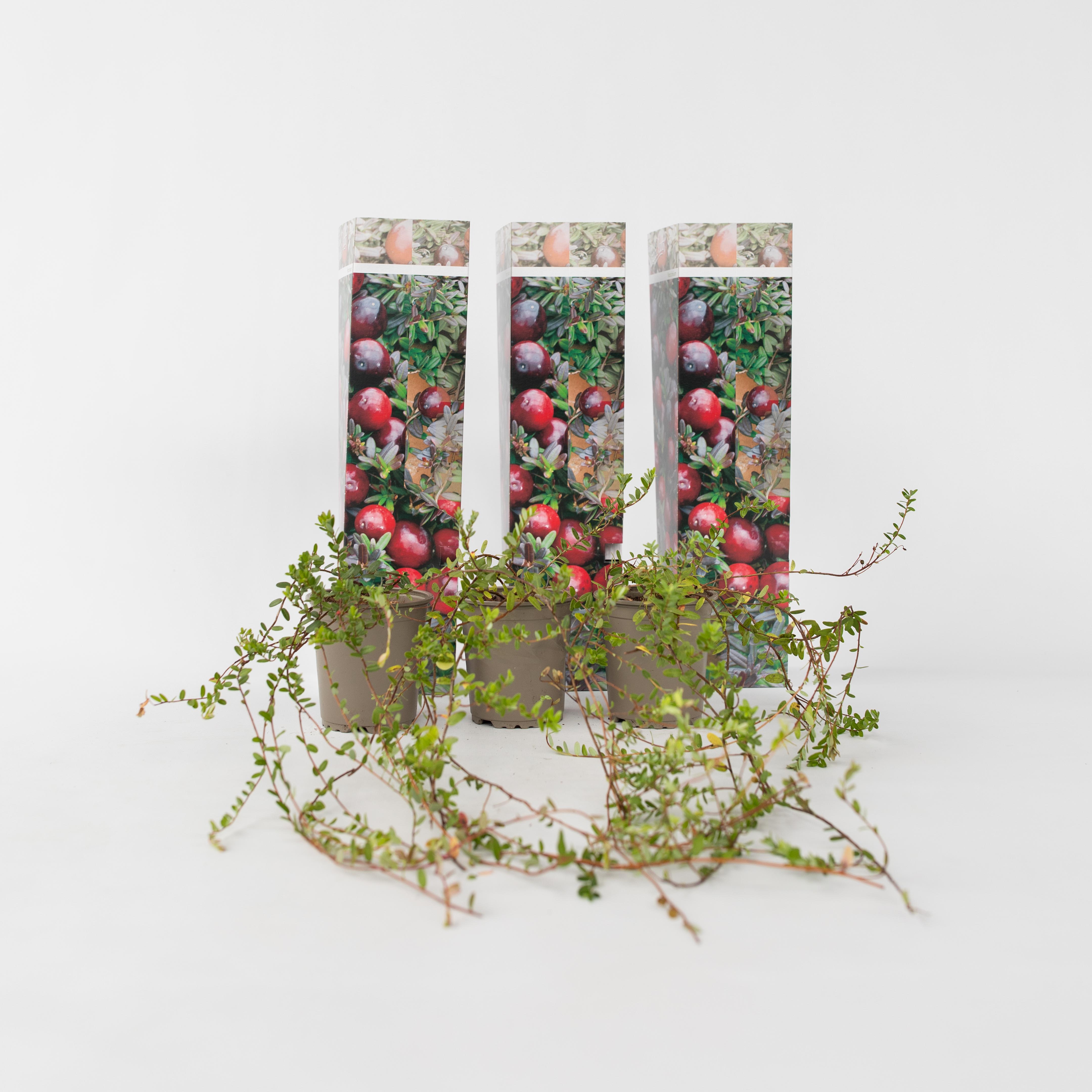 Plant in a Box - Preiselbeere - 3 Stk - Vaccinium macrocarpon 'Cranberry' - H&ouml;he 10-20cm - Topf 9cm 