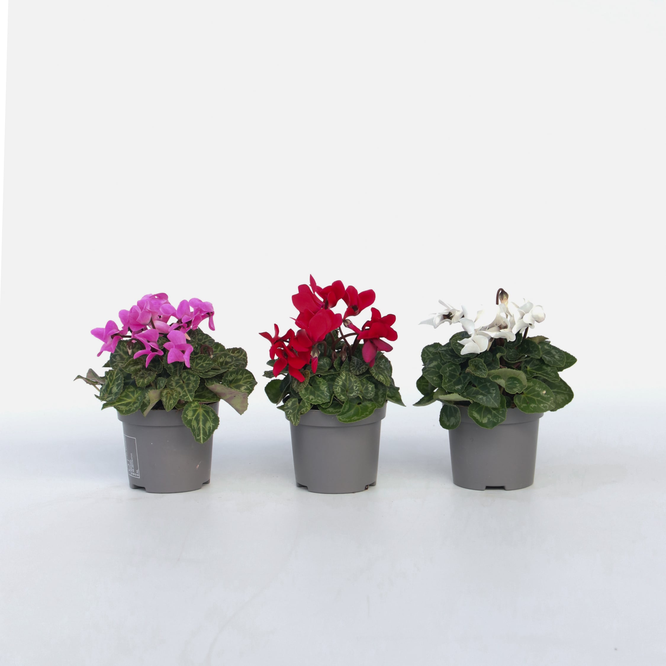 Plant in a Box - Alpenveilchen - 6 Stk - Cyclamen persicum - H&ouml;he 10-20cm - Topf 9cm 