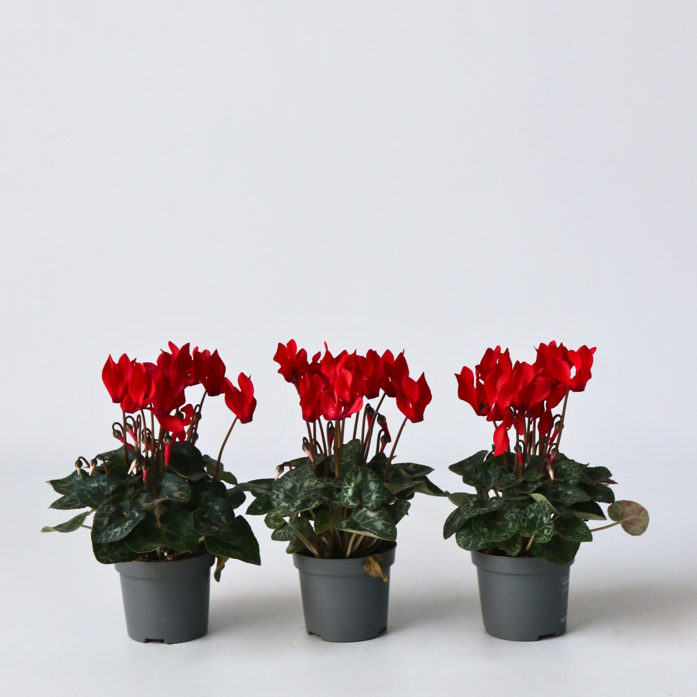 Plant in a Box - Alpenveilchen - 6 Stk - Cyclamen persicum Winfall Scarlet - H&ouml;he 10-20cm - Topf 9cm 