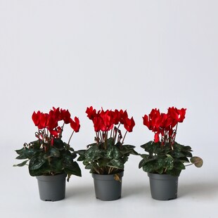 Plant in a Box - Alpenveilchen - 6 Stk - Cyclamen persicum Winfall Scarlet - Höhe 10-20cm - Topf 9cm 