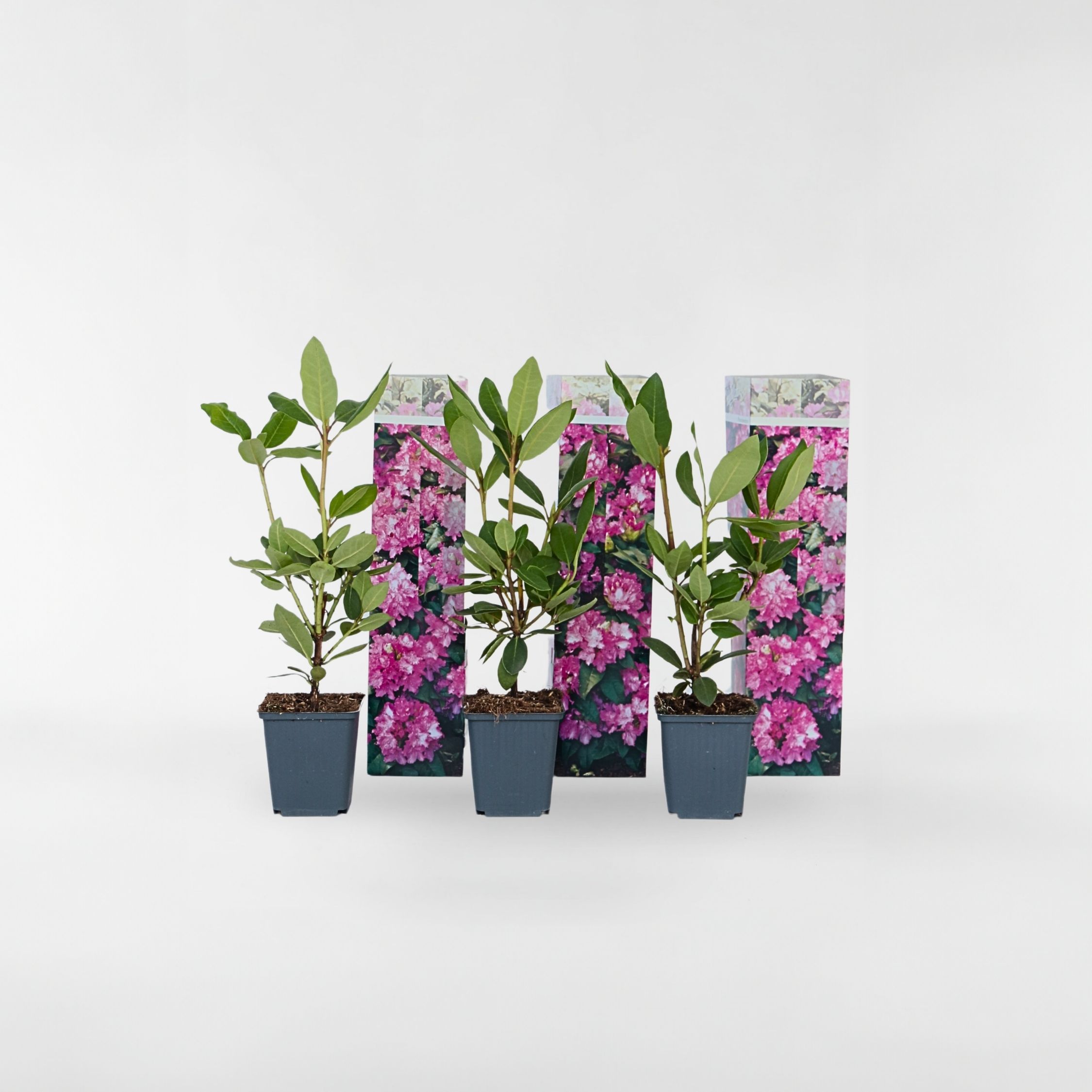 Plant in a Box - Rhododendren - 3 Stk - Rhododendron roseum 'elegans pink' - H&ouml;he 25-40cm - Topf 9cm 