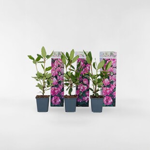 Plant in a Box - Rhododendren - 3 Stk - Rhododendron roseum 'elegans pink' - Höhe 25-40cm - Topf 9cm 