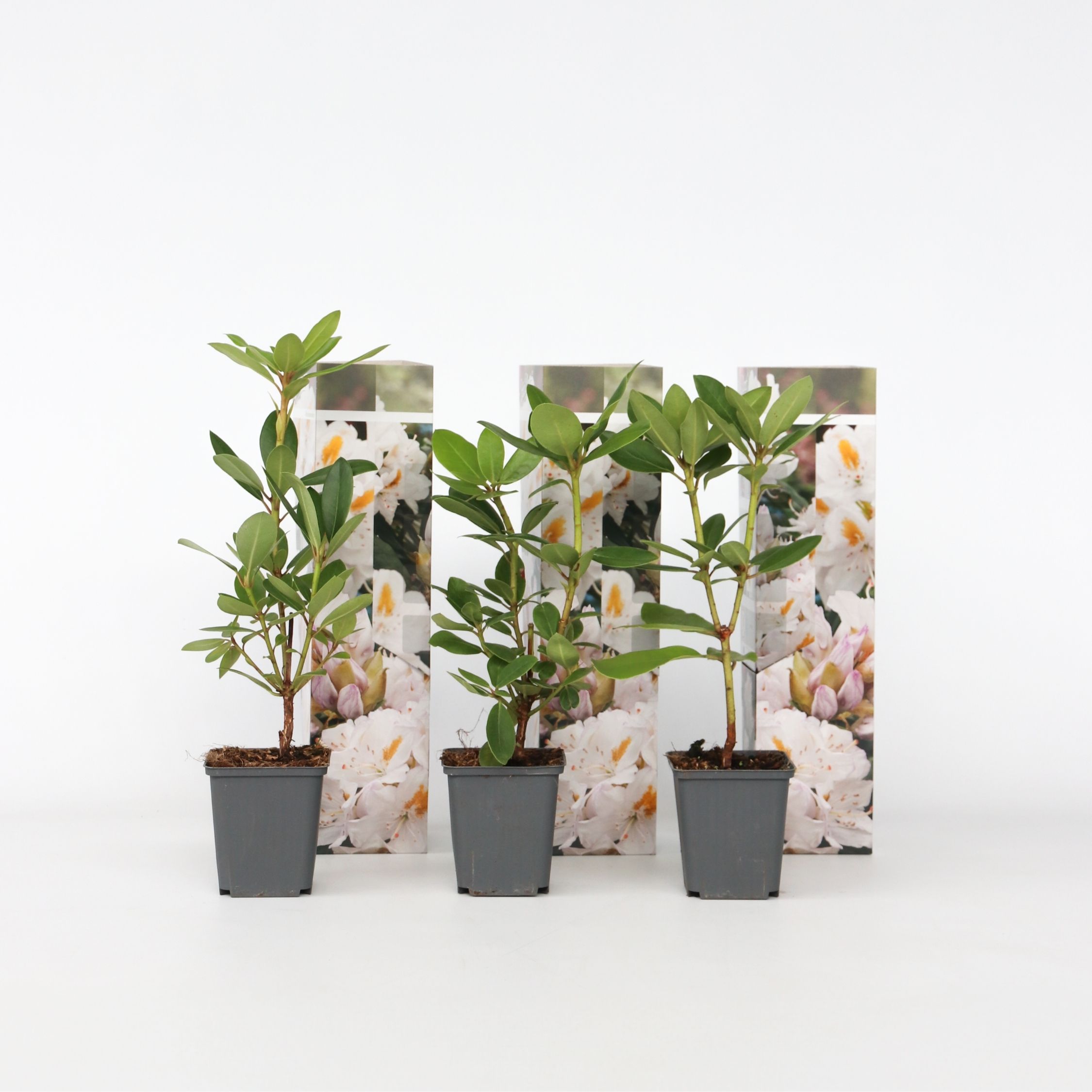 Plant in a Box - Rhododendren - 3 Stk - Rhododendron 'cunningham's white' - H&ouml;he 25-40cm - Topf 9cm 