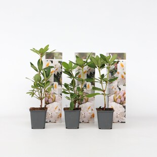 Plant in a Box - Rhododendren - 3 Stk - Rhododendron 'cunningham's white' - Höhe 25-40cm - Topf 9cm 