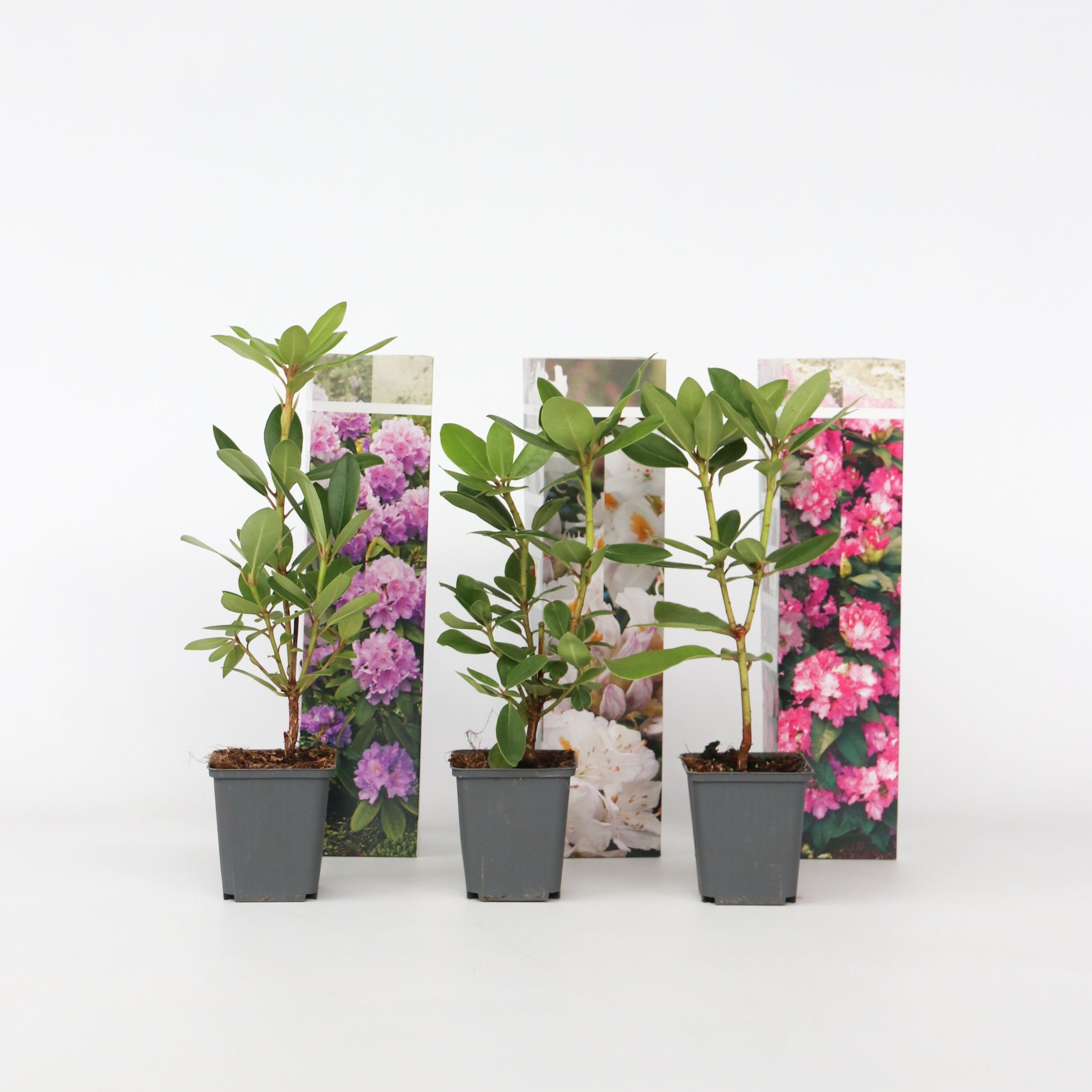 Plant in a Box - Rhododendren - 3 Stk - Rhododendron catawbiense - H&ouml;he 25-40cm - Topf 9cm 