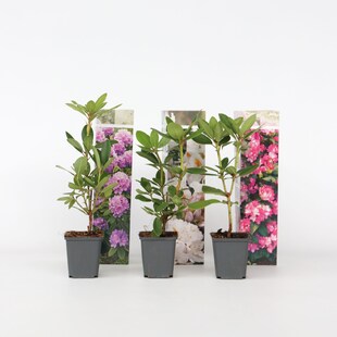 Plant in a Box - Rhododendren - 3 Stk - Rhododendron catawbiense - Höhe 25-40cm - Topf 9cm 