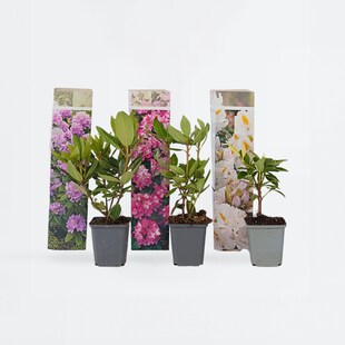 Plant in a Box - Rhododendren - 6 Stk - Rhododendron catawbiense - Höhe 25-40cm - Topf 9cm 