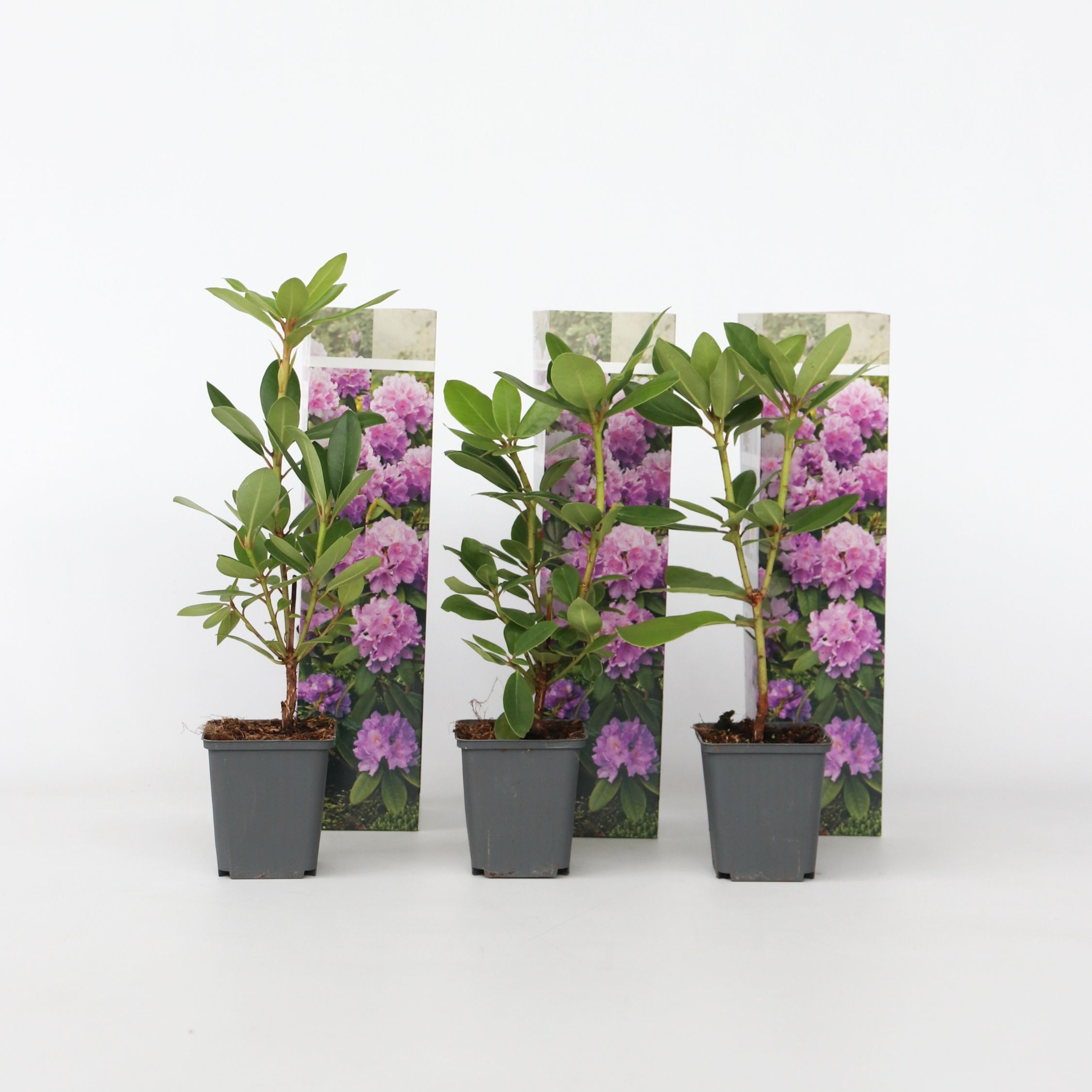 Plant in a Box - Rhododendren - 3 Stk - Rhododendron 'catawbiense purple' - H&ouml;he 25-40cm - Topf 9cm 