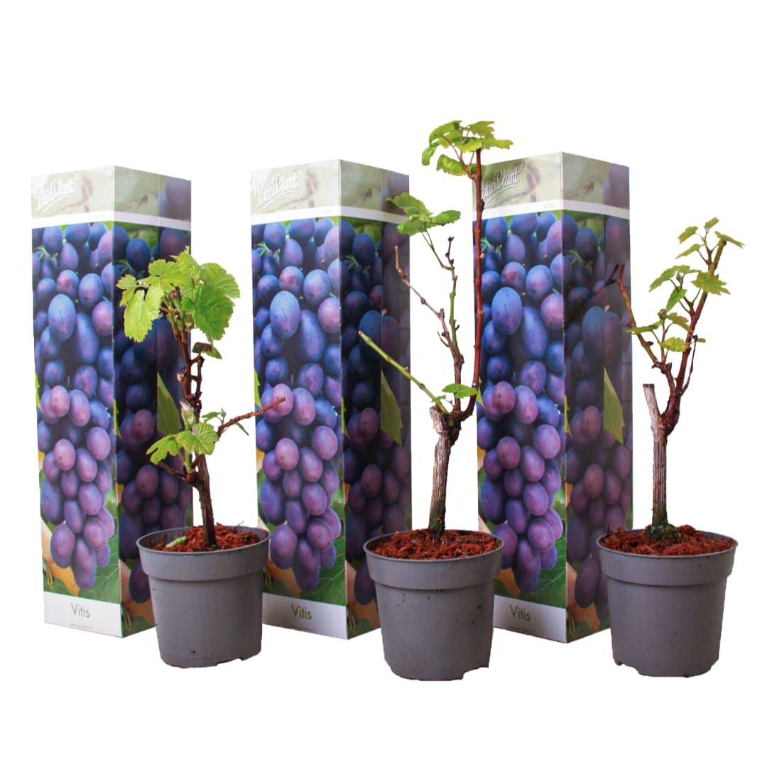 Plant in a Box - Traubenpflanze - 3 Stk - Vitis vinifera 'Cabernet franc' - H&ouml;he 25-40cm - Topf 9cm 