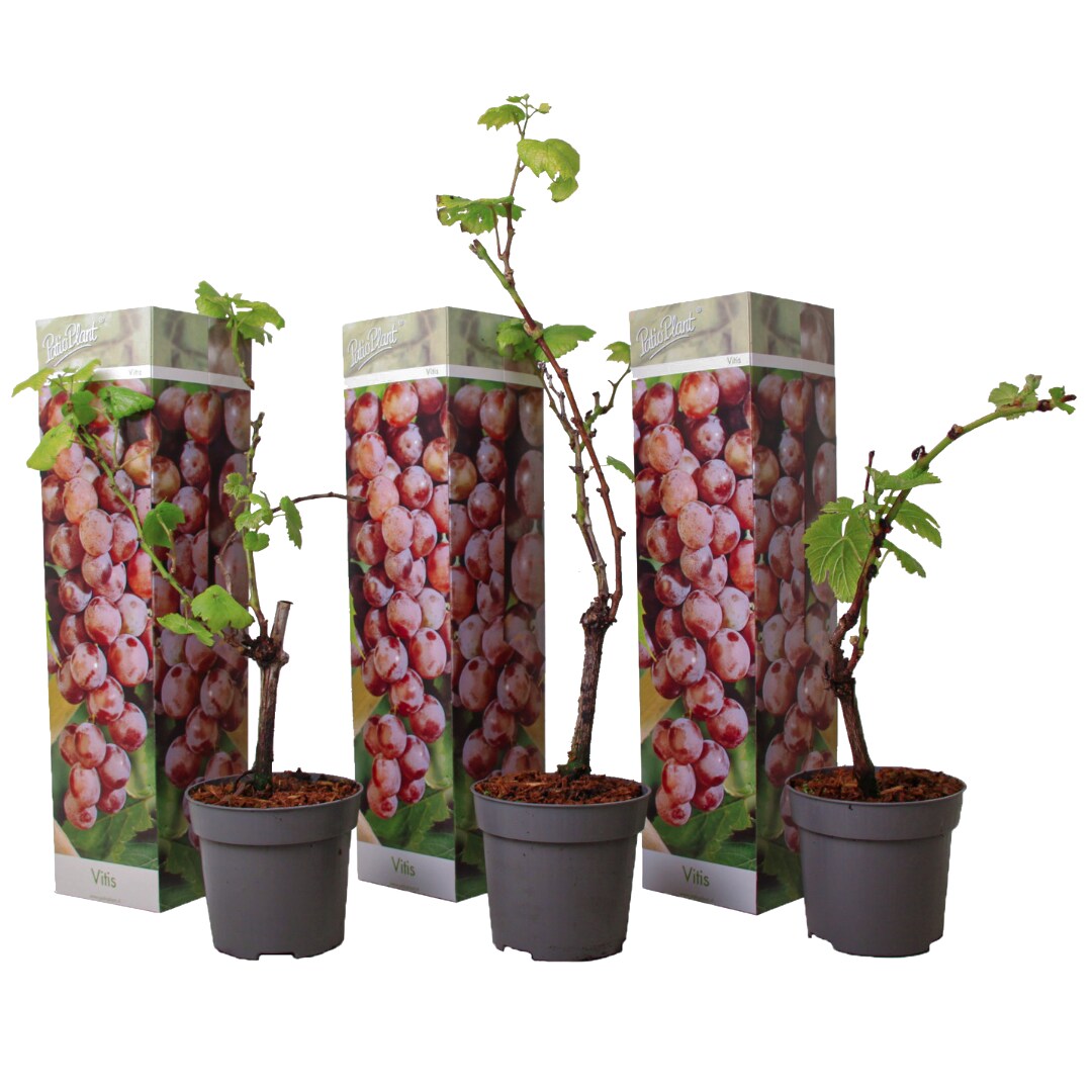 Plant in a Box - Traubenpflanze - 3 Stk - Vitis vinifera 'pinot gris' - H&ouml;he 25-40cm - Topf 9cm 