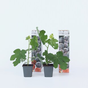 Plant in a Box - Feigenbaum - 2 Stk - Ficus carica 'Brown Turkey' - Höhe 25-40cm - Topf 9cm 