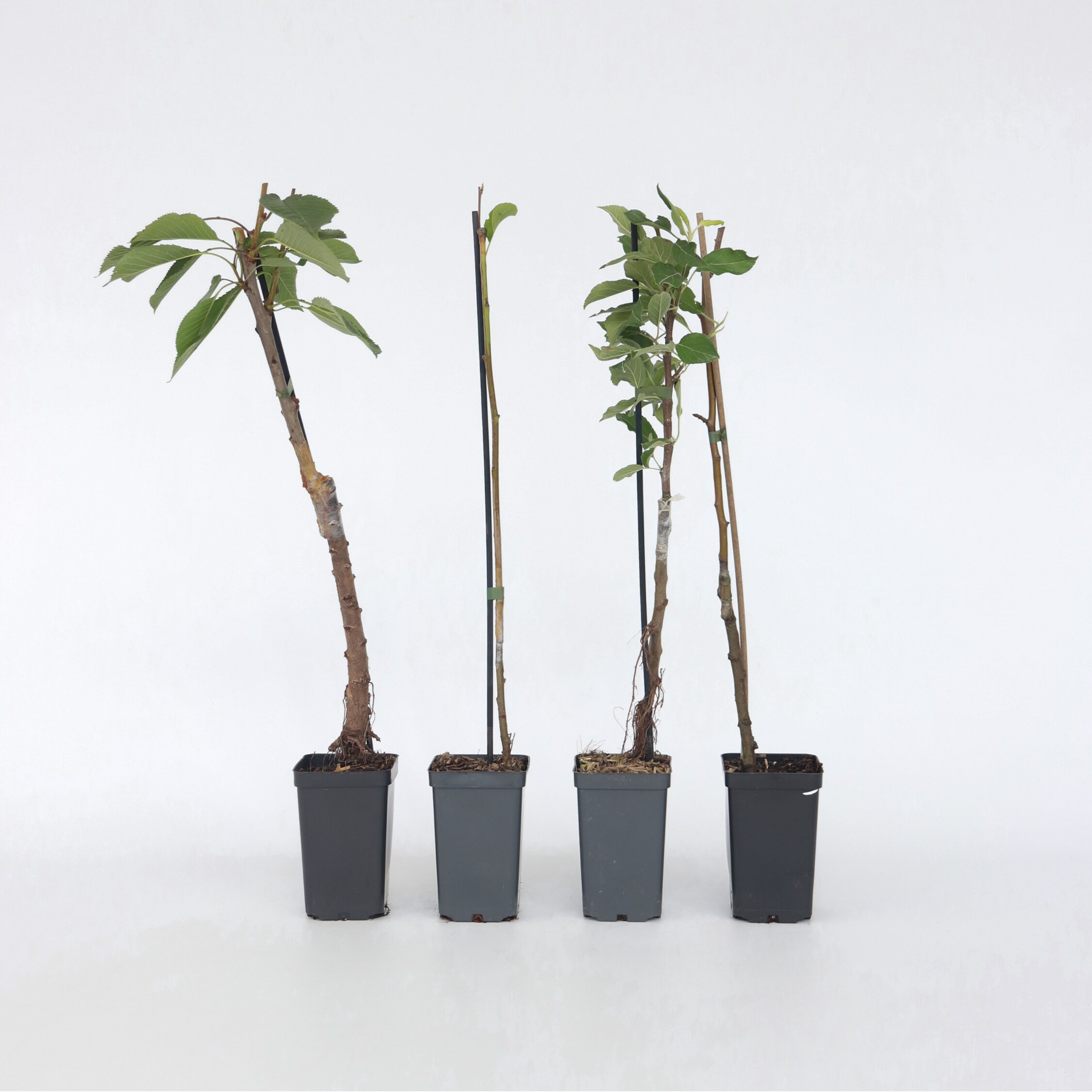 Plant in a Box - Obstb&auml;ume - 8 Stk - Malus, Pryus, Prunus - H&ouml;he 60-70cm - Topf 9cm 