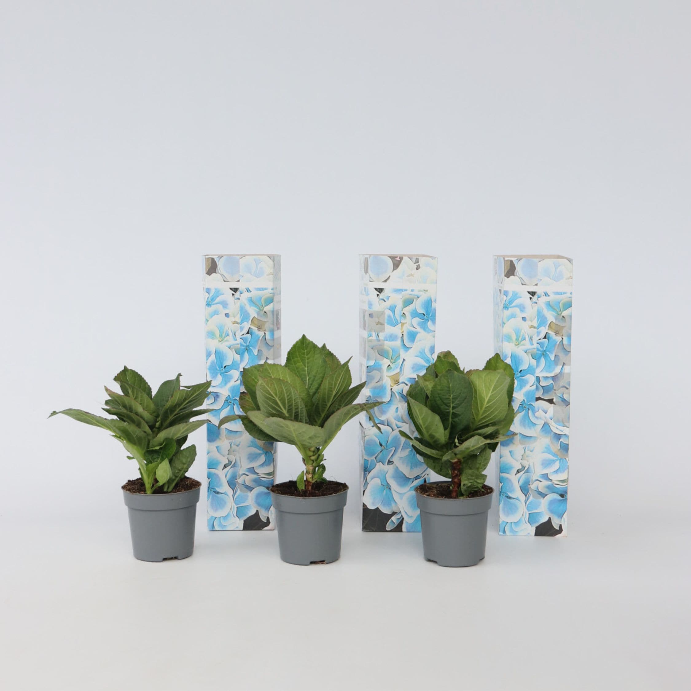 Plant in a Box - Hortensie - 3 Stk - Hydrangea macrophylla 'Bavaria' - H&ouml;he 25-40cm - Topf 9cm 