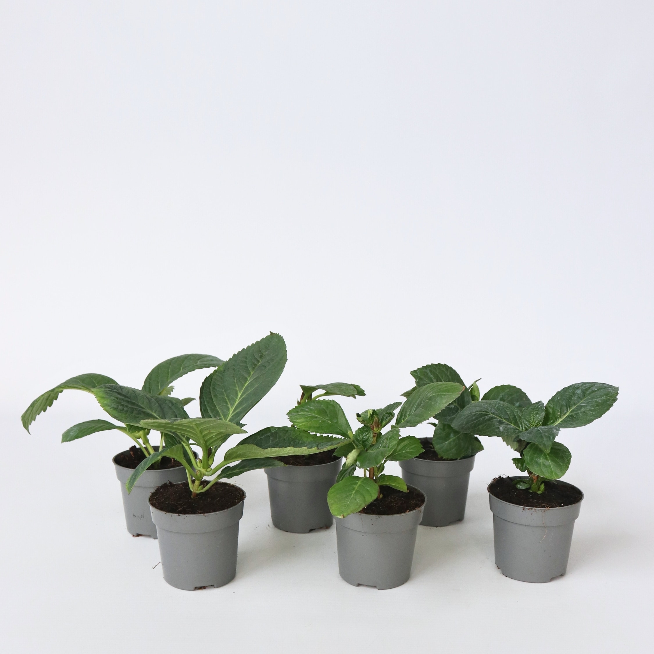 Plant in a Box - Hortensie - 6 Stk - Hydrangea macrophylla - H&ouml;he 25-40cm - Topf 11cm 