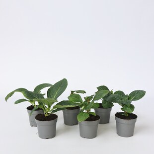 Plant in a Box - Hortensie - 6 Stk - Hydrangea macrophylla - Höhe 25-40cm - Topf 11cm 