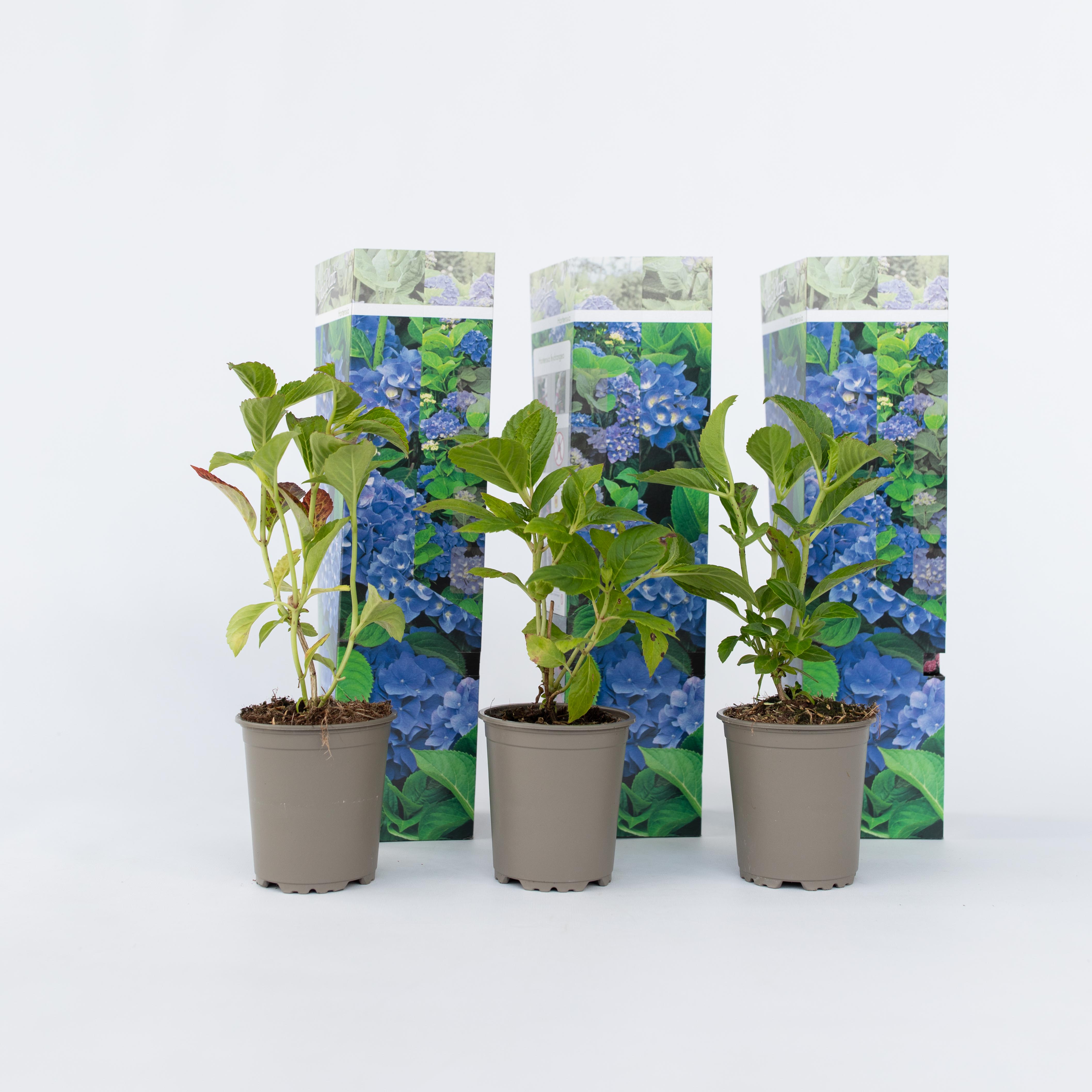 Plant in a Box - Hortensie - 6 Stk - Hydrangea macrophylla 'Early Blue' - H&ouml;he 25-40cm - Topf 9cm 