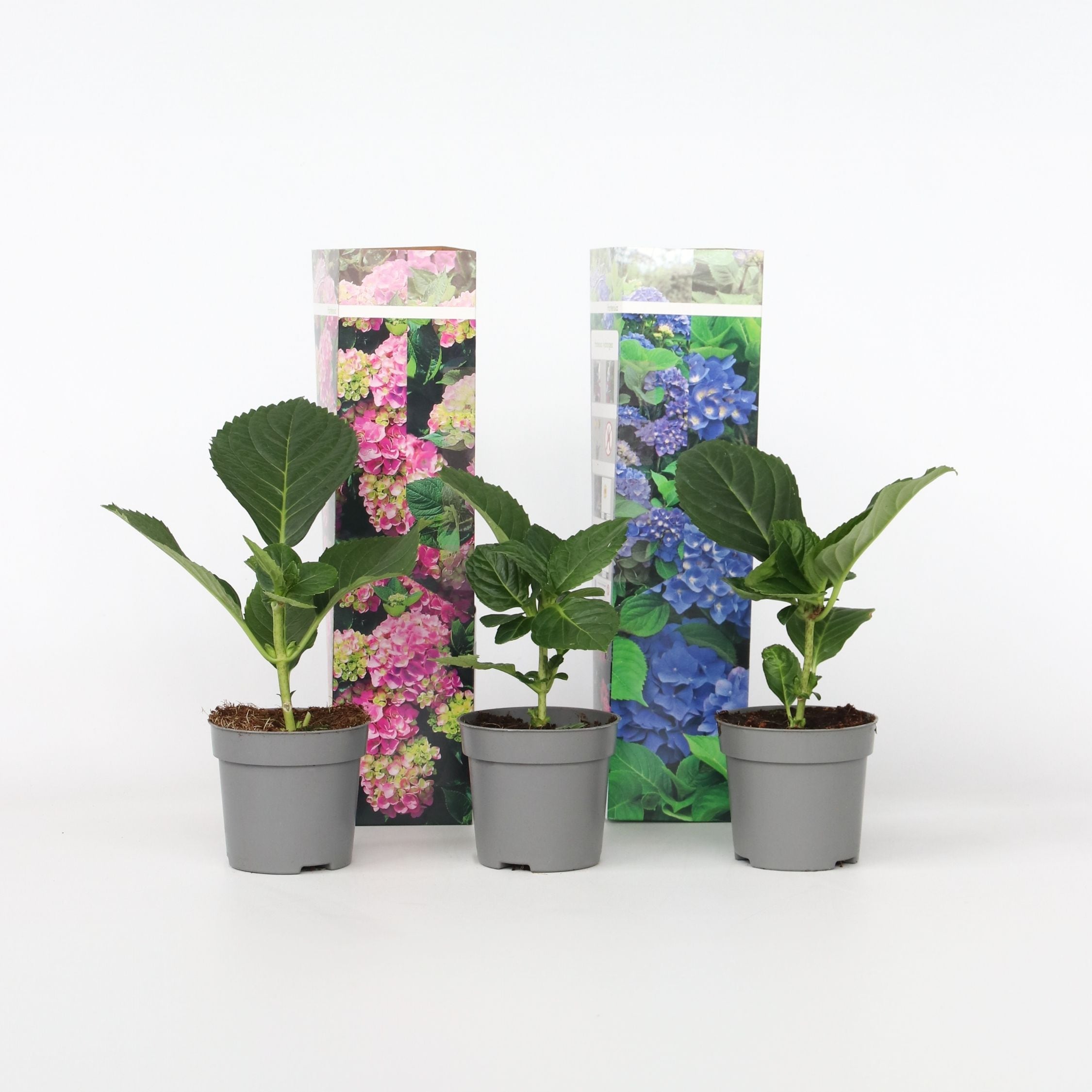 Plant in a Box - Hortensie - 3 Stk - Hydrangea macrophylla - H&ouml;he 25-40cm - Topf 9cm 