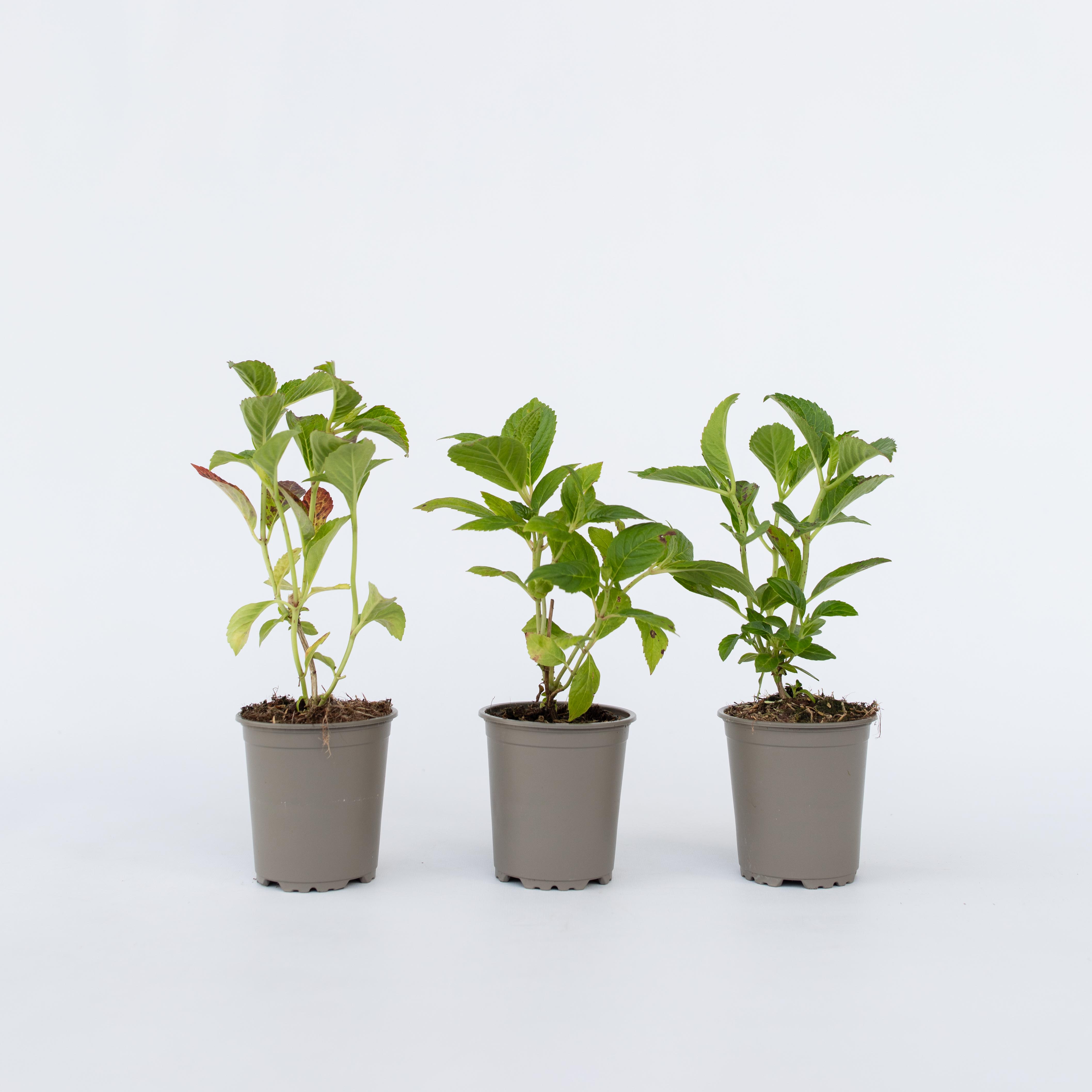 Plant in a Box - Hortensie - 6 Stk - Hydrangea macrophylla - H&ouml;he 25-40cm - Topf 9cm 