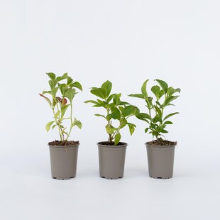 Plant in a Box - Hortensie - 6 Stk - Hydrangea macrophylla - Höhe 25-40cm - Topf 9cm 