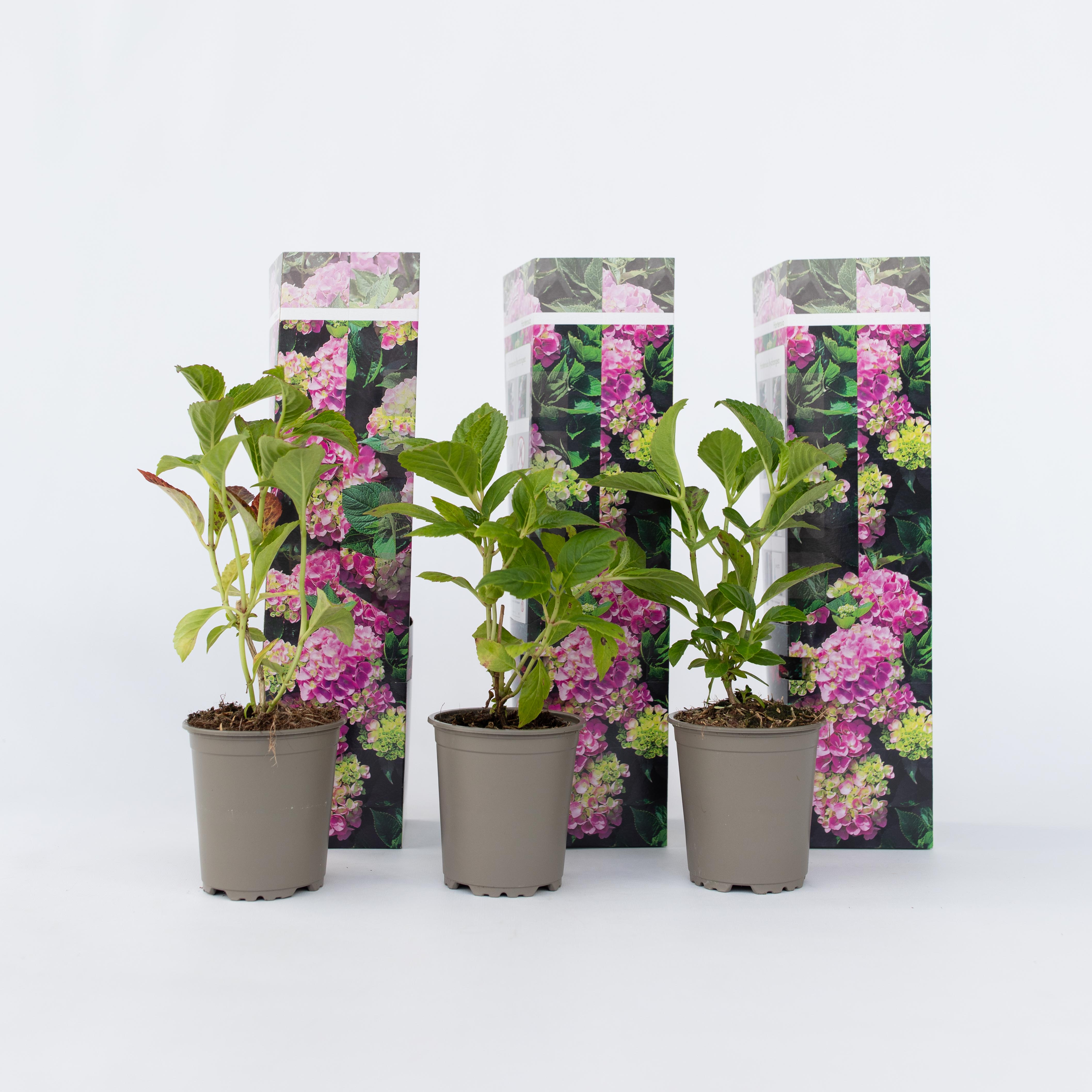 Plant in a Box - Hortensie - 3 Stk - Hydrangea macrophylla 'Early Pink' - H&ouml;he 25-40cm - Topf 9cm 