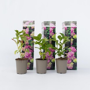Plant in a Box - Hortensie - 3 Stk - Hydrangea macrophylla 'Early Pink' - Höhe 25-40cm - Topf 9cm 