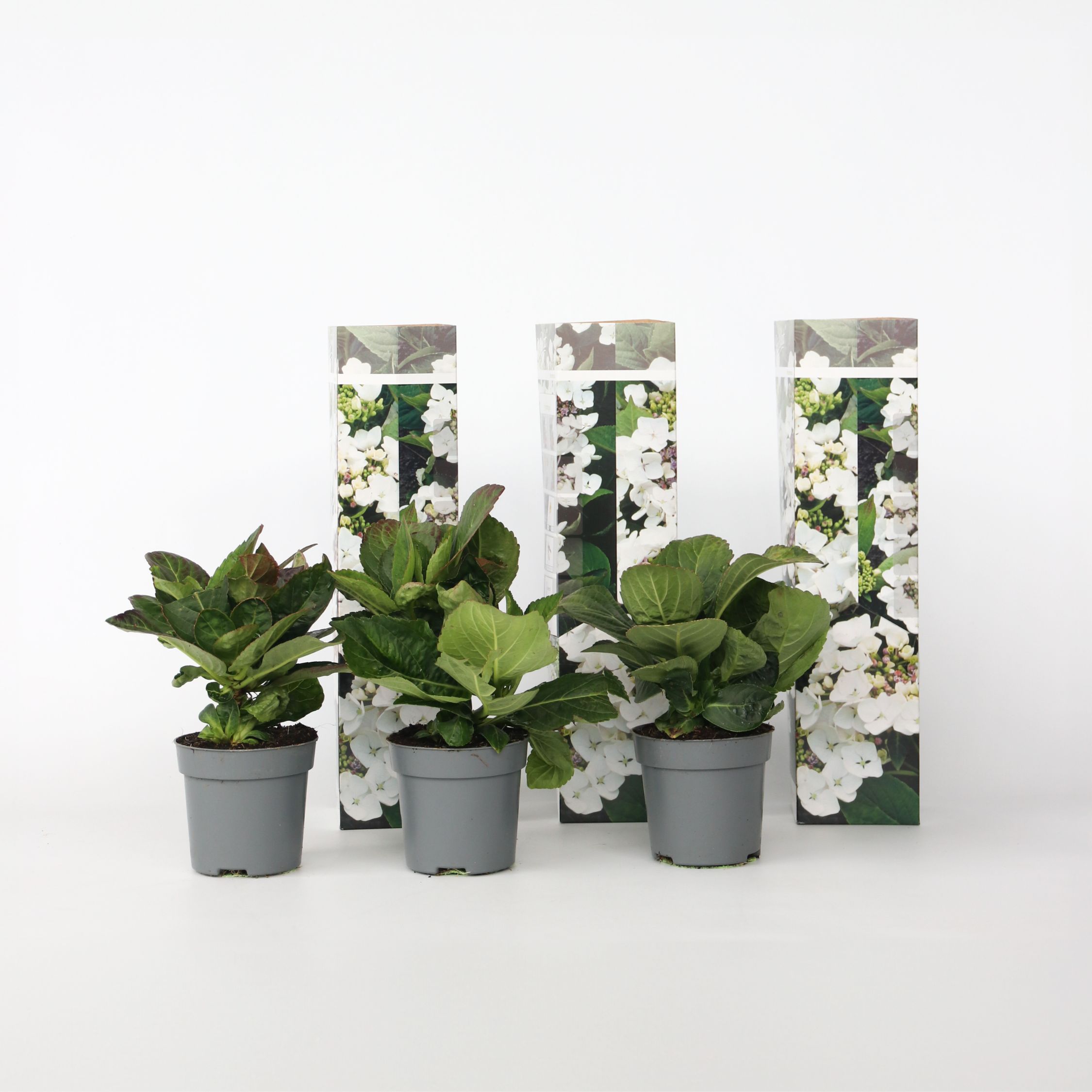 Plant in a Box - Hortensie - 3 Stk - Hydrangea macrophylla teller 'Benxi' - H&ouml;he 25-40cm - Topf 9cm 