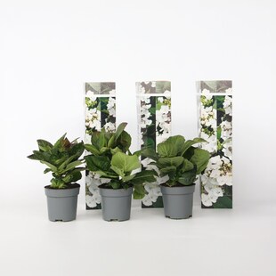 Plant in a Box - Hortensie - 3 Stk - Hydrangea macrophylla teller 'Benxi' - Höhe 25-40cm - Topf 9cm 