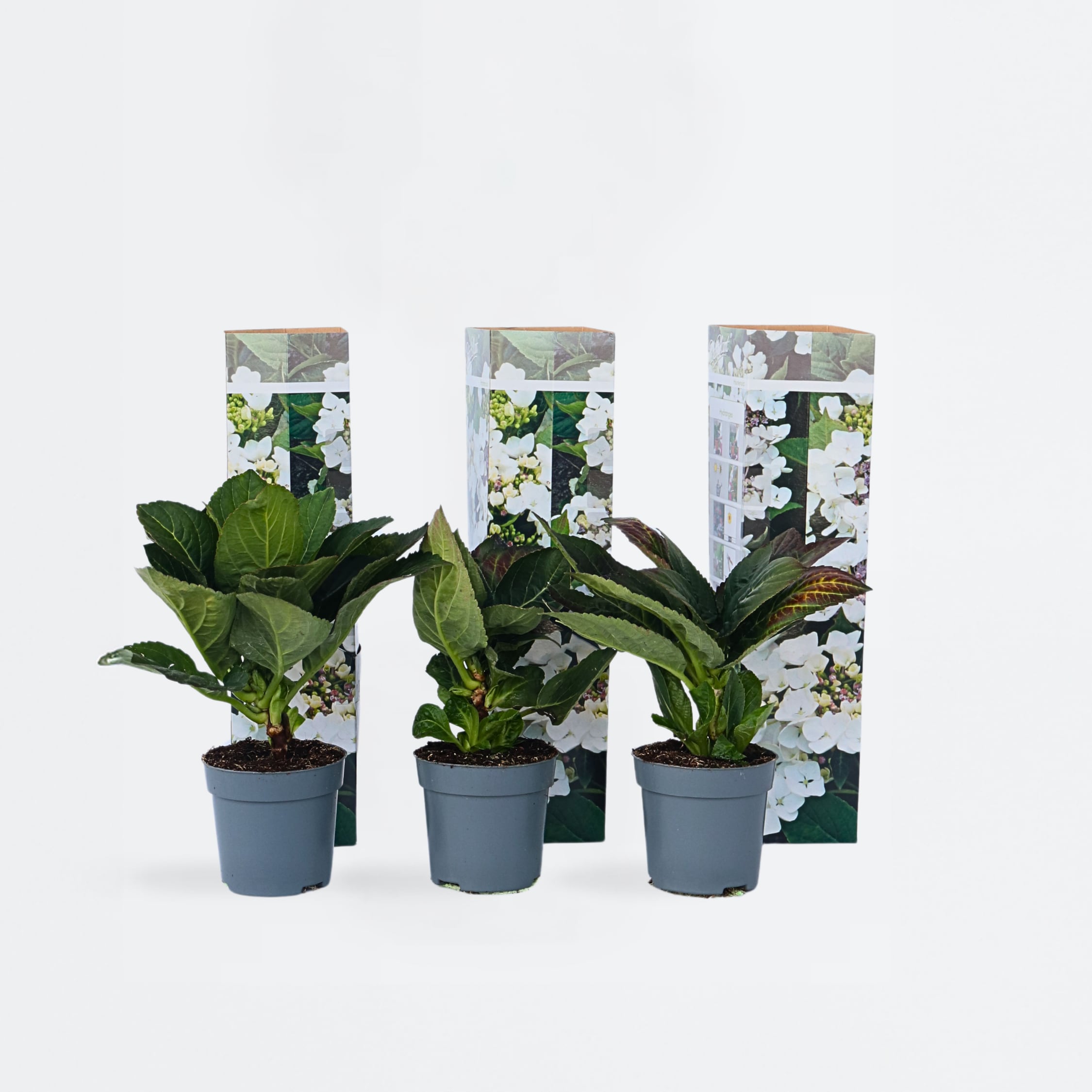 Plant in a Box - Hortensie - 6 Stk - Hydrangea macrophylla teller 'Benxi' - H&ouml;he 25-40cm - Topf 9cm 