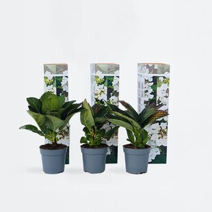 Plant in a Box - Hortensie - 6 Stk - Hydrangea macrophylla teller 'Benxi' - Höhe 25-40cm - Topf 9cm 