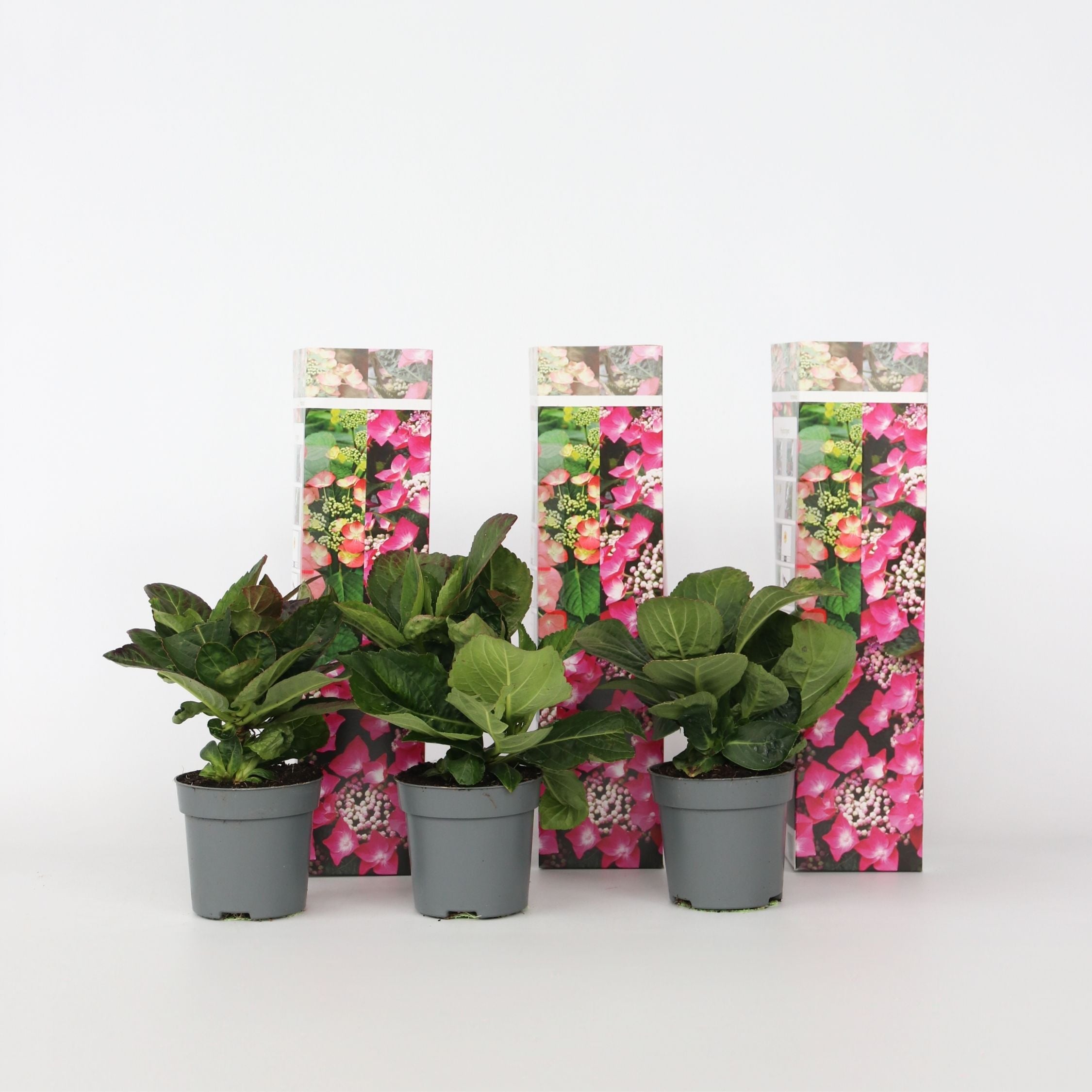 Plant in a Box - Hortensie - 3 Stk - Hydrangea macrophylla teller Red Bull - H&ouml;he 25-40cm - Topf 9cm 