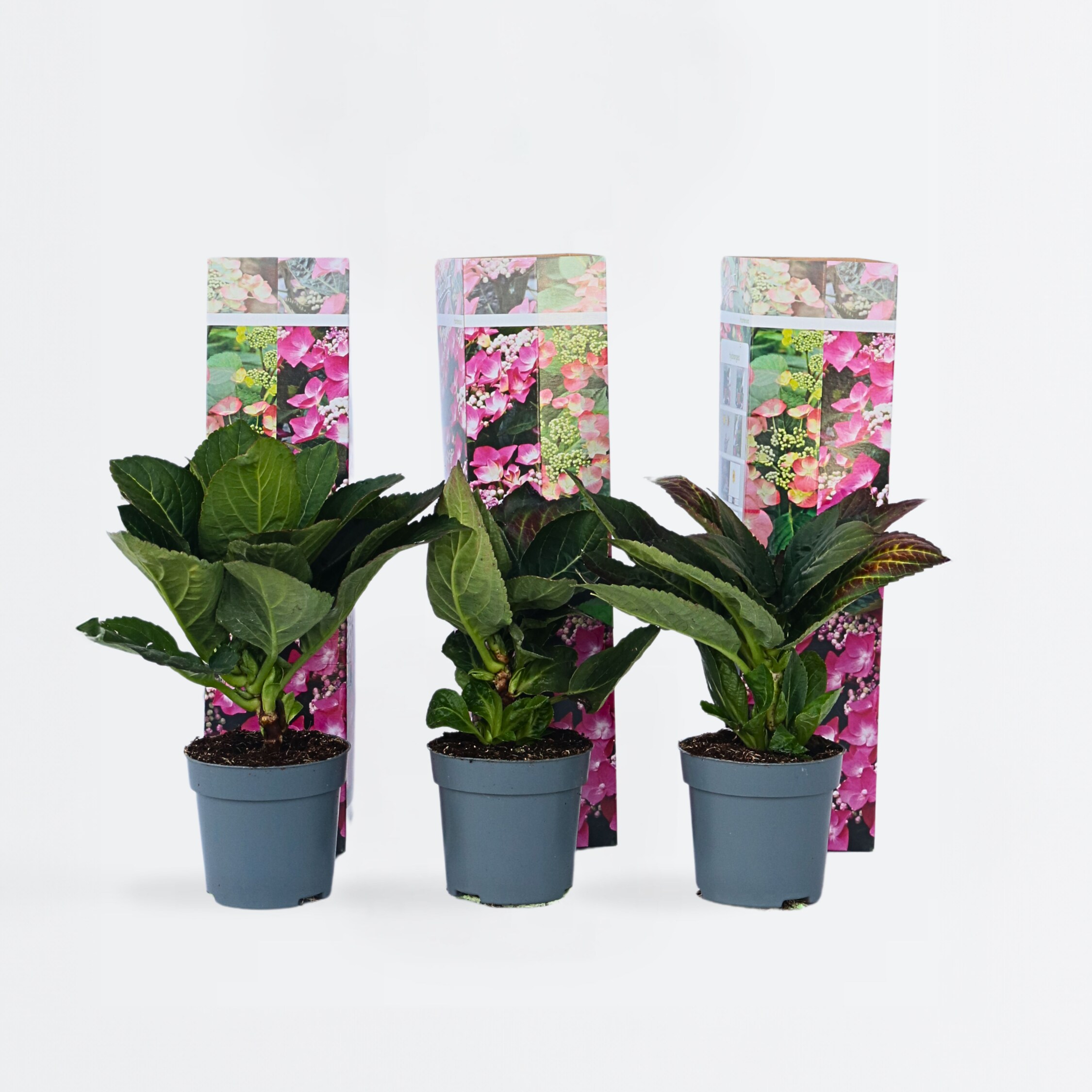 Plant in a Box - Hortensie - 6 Stk - Hydrangea macrophylla 'Red Bull' - H&ouml;he 25-40cm - Topf 9cm 