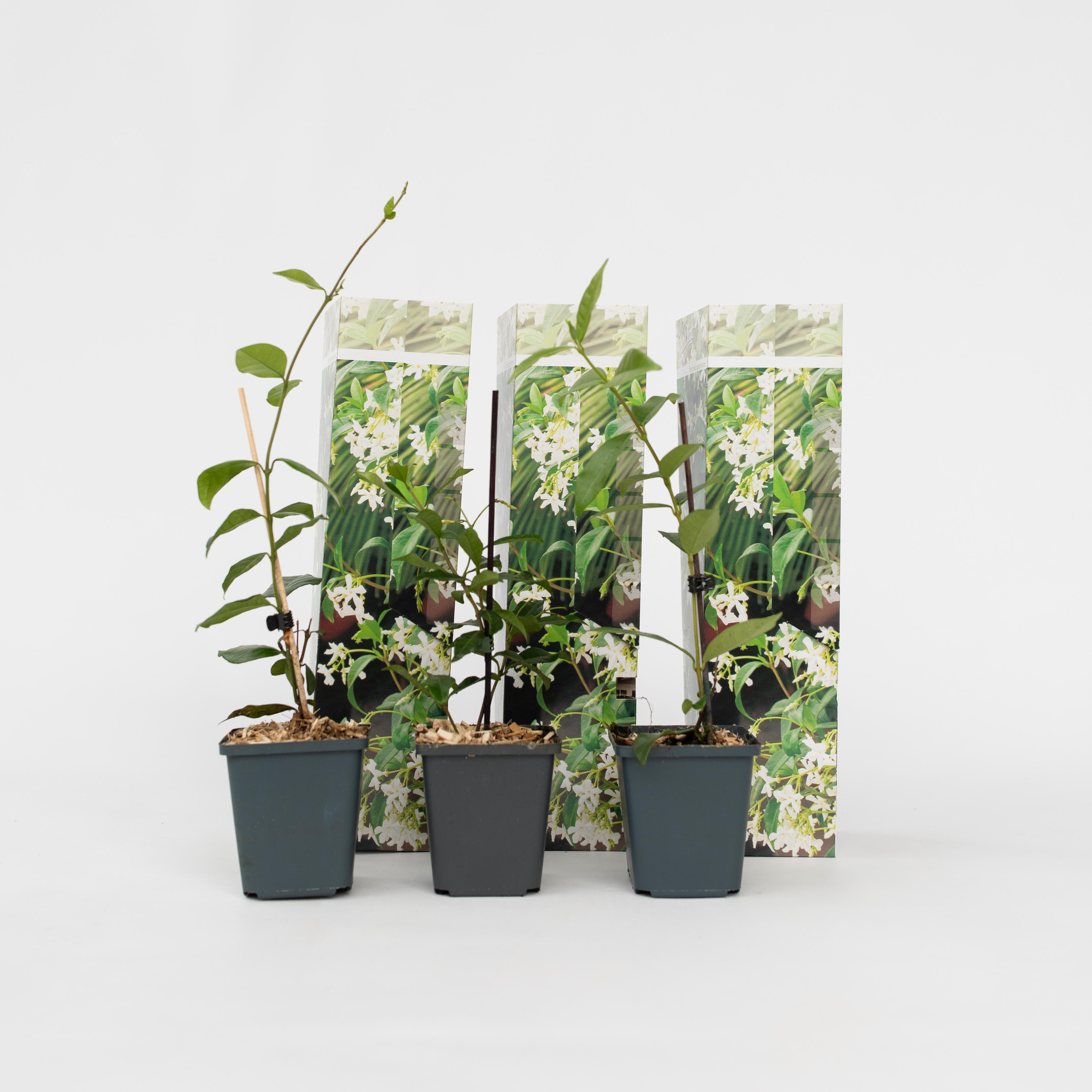 Plant in a Box - Sternjasmin - 3 Stk - Trachelospermum jasminoides - H&ouml;he 25-40cm - Topf 9cm 