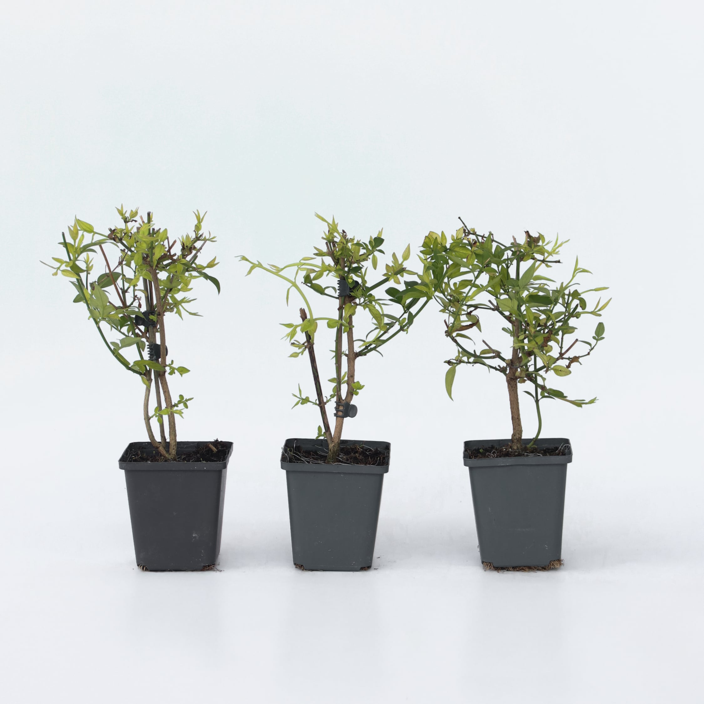 Plant in a Box - Jasmin - 6 Stk - Jasminum 'Summer Scent' - H&ouml;he 25-40cm - Topf 9cm 