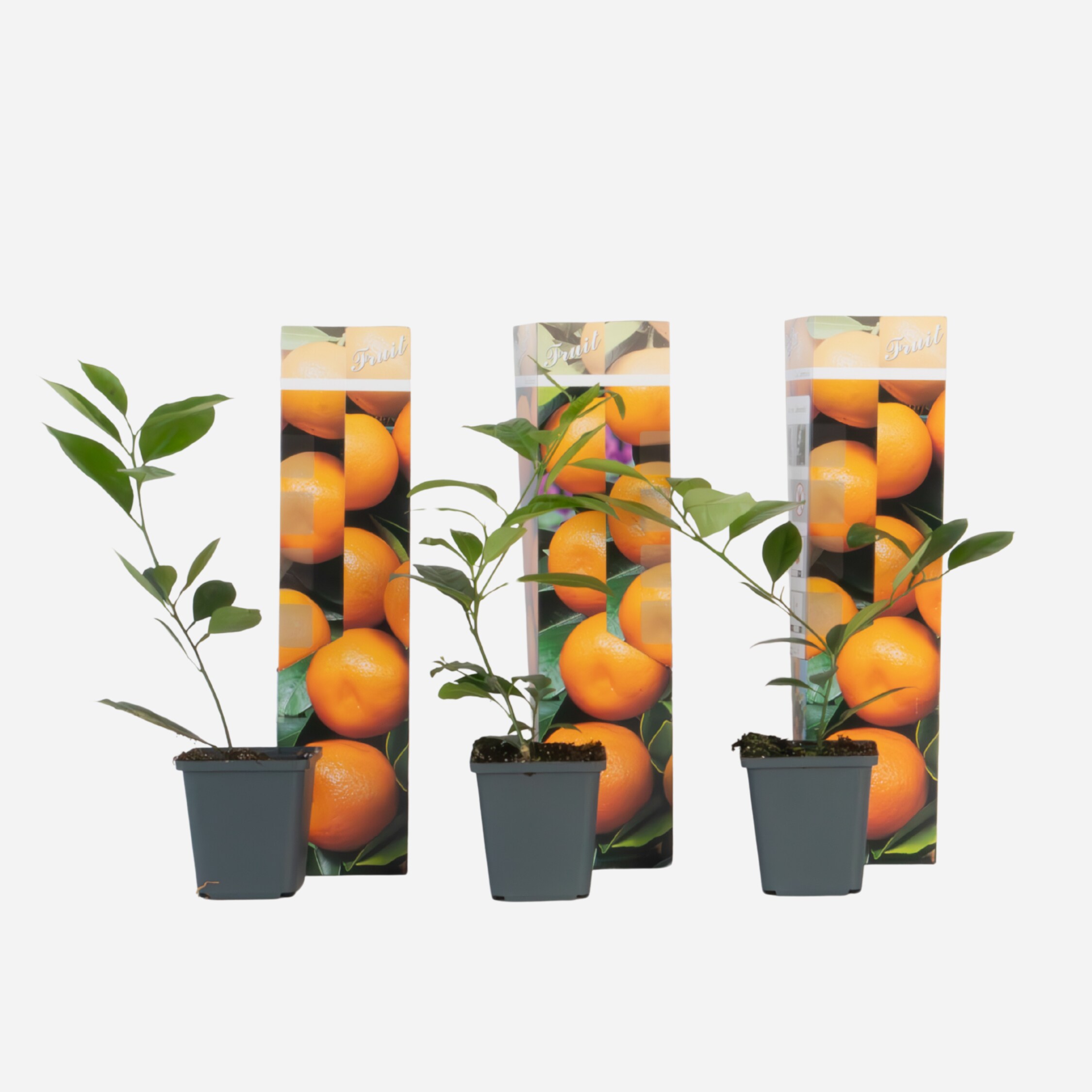 Plant in a Box - Orangenbaum - 3er-Set - Citrus mitis Calamondin - H&ouml;he 25-40cm - Topf 9cm 