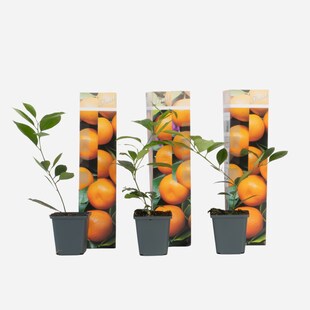 Plant in a Box - Orangenbaum - 3er-Set - Citrus mitis Calamondin - Höhe 25-40cm - Topf 9cm 