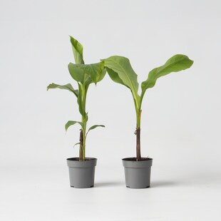 Plant in a Box - Bananenpflanze - 2 Stk - Musa basjoo - Höhe 25-40cm - Topf 9cm 