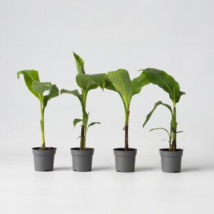 Plant in a Box - Bananenpflanze - 4 Stk - Musa basjoo - Höhe 25-40cm - Topf 9cm 