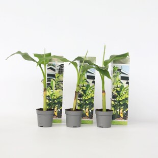 Plant in a Box - Bananenpflanze - 6 Stk - Musa basjoo - Höhe 25-40cm - Topf 9cm 