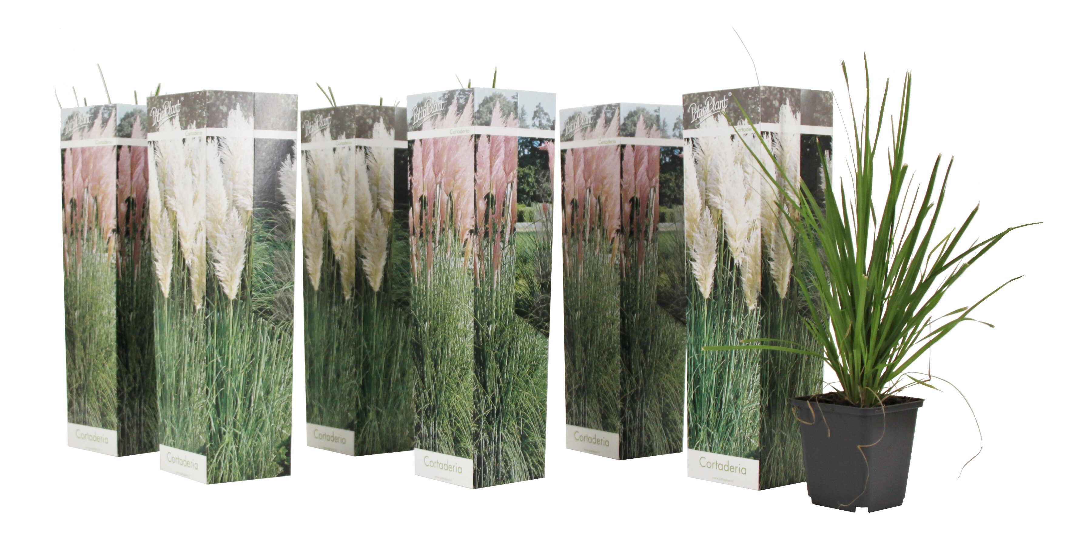 Plant in a Box - Pampasgr&auml;ser - 6 Stk - Cortaderia selloana - H&ouml;he 25-40cm - Topf 9cm 