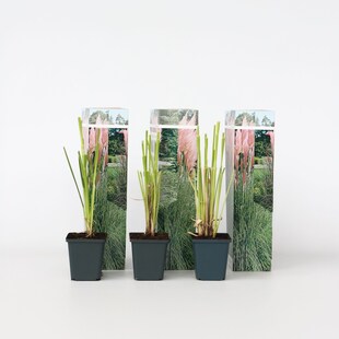 Plant in a Box - Pampasgräser - 3 Stk - Cortaderia selloana - Höhe 25-40cm - Topf 9cm 