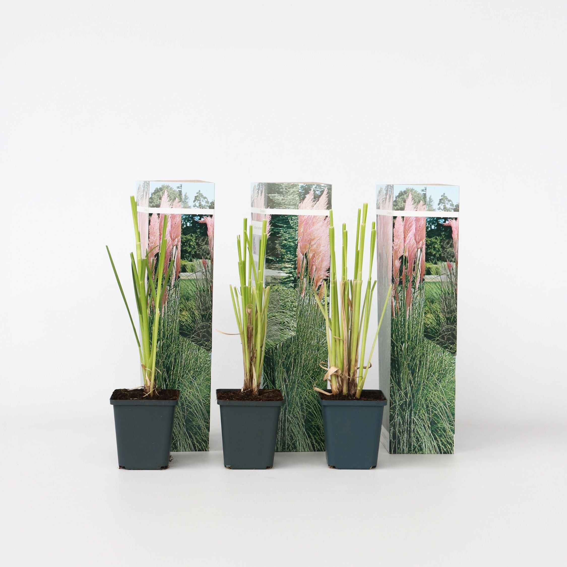 Plant in a Box - Pampasgr&auml;ser - 6 Stk - Cortaderia selloana - H&ouml;he 25-40cm - Topf 9cm 