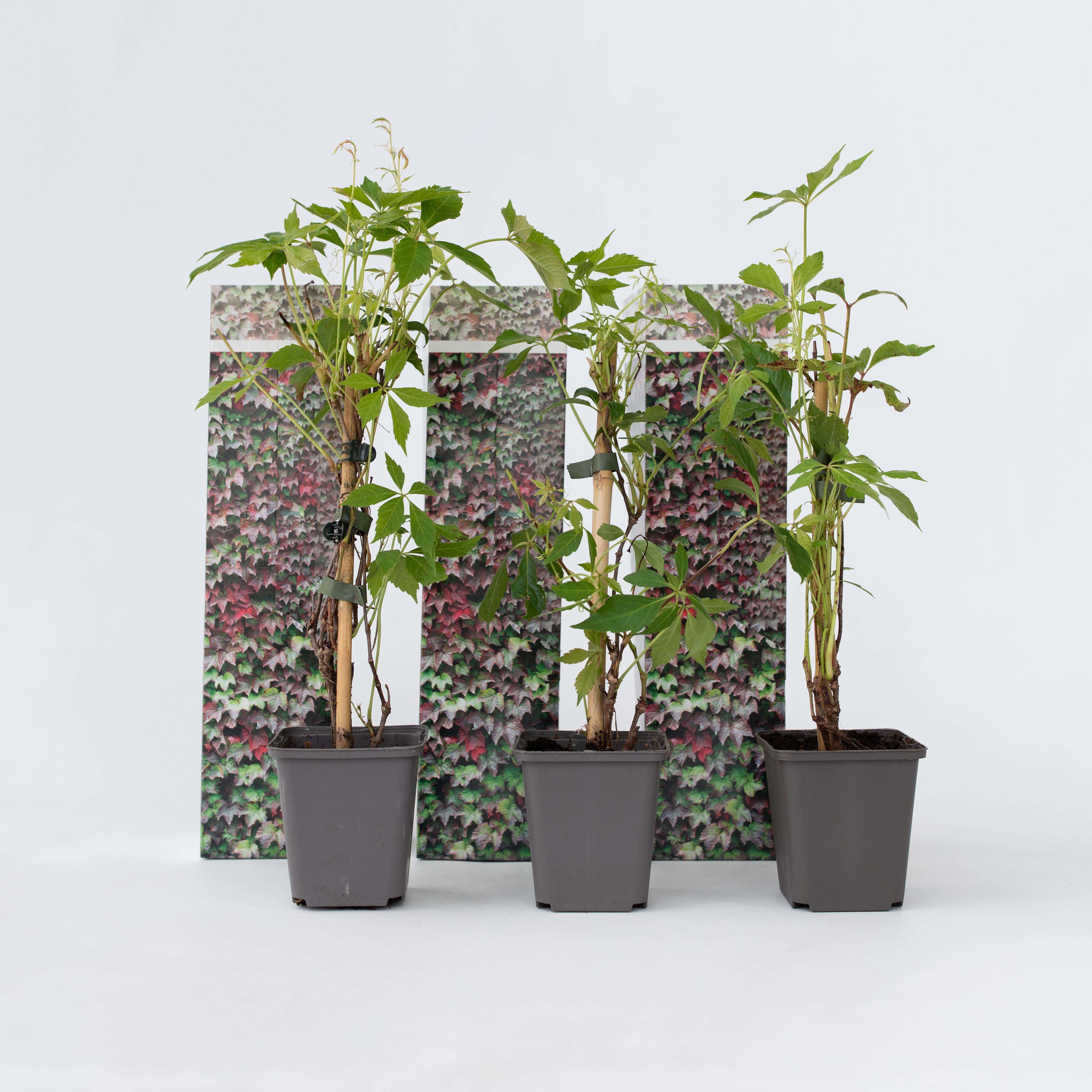 Plant in a Box - Wilder Wein - 6 Stk - Parthenocissus quinquefolia - H&ouml;he 25-40cm - Topf 9cm 