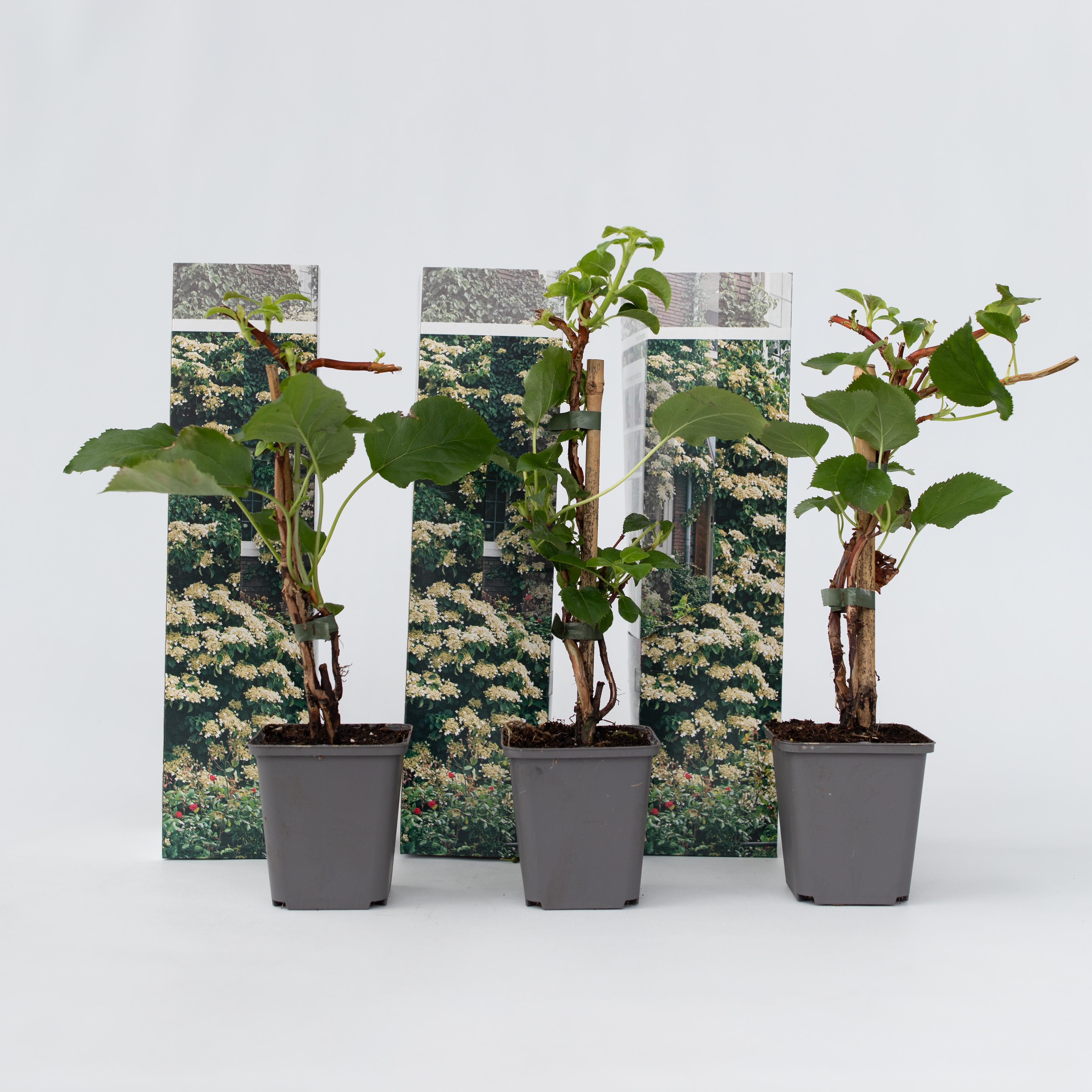 Plant in a Box - Hortensie - 3 Stk - Hydrangea anomale petiolaris - H&ouml;he 25-40cm - Topf 9cm 