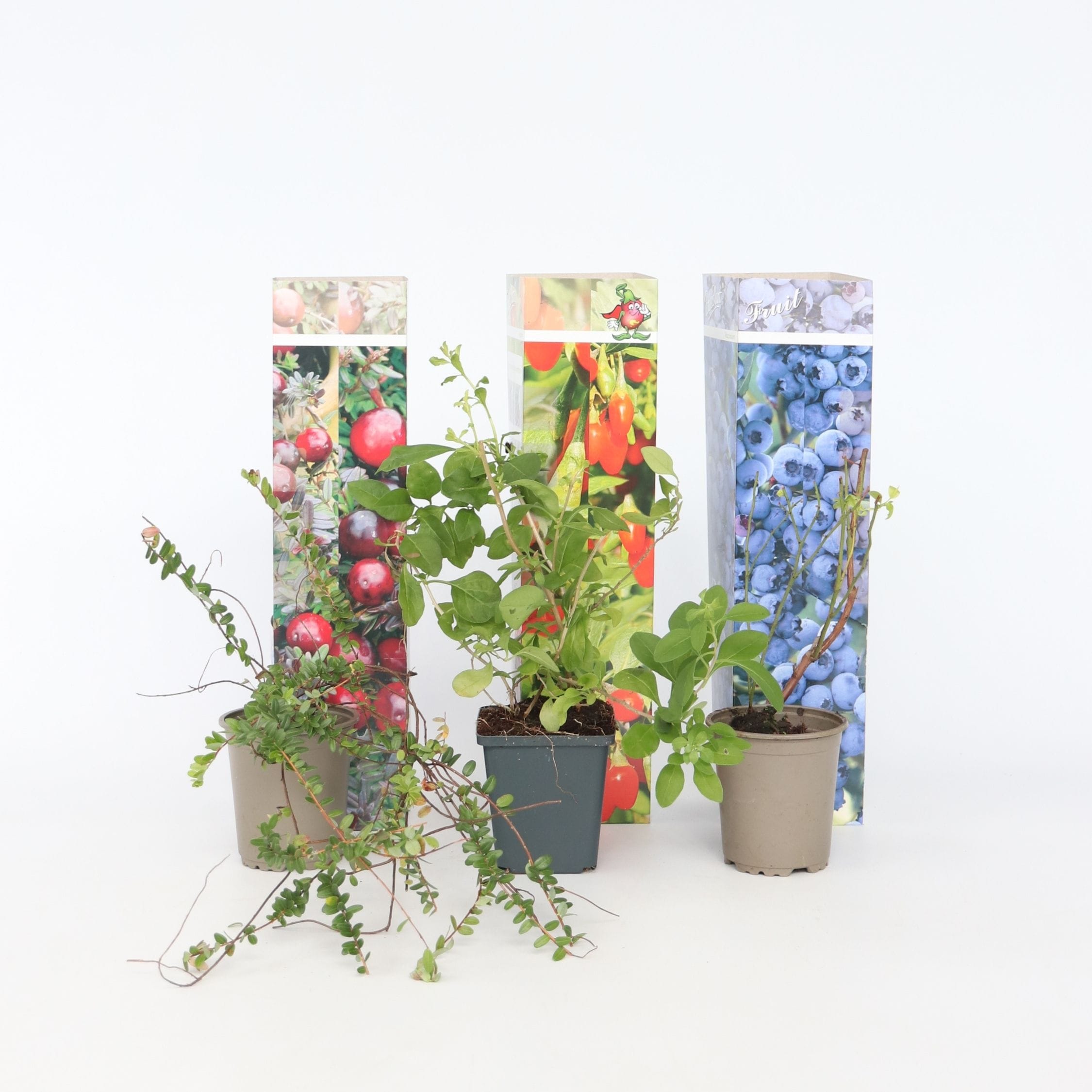 Plant in a Box - Mischung Obstb&uuml;sche - 3 Stk - Actinidia, Vaccinium - H&ouml;he 25-40cm - Topf 9cm 